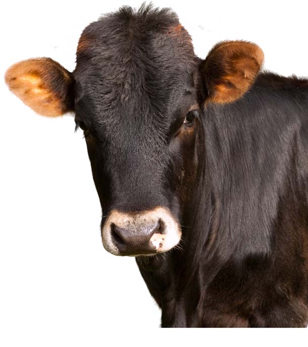 hymatil-cow