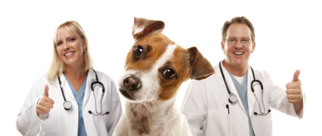 Dexvetidine-Dogs-and-Cats
