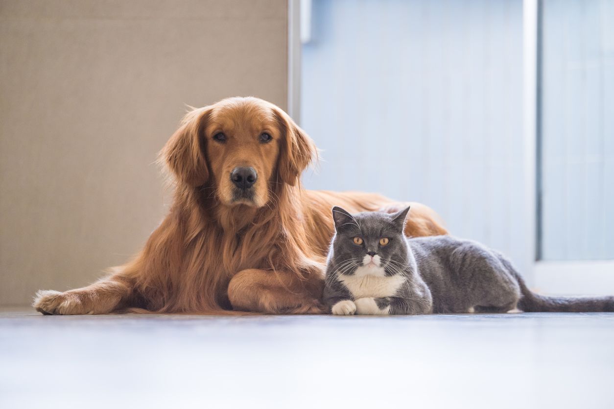dog and cat 2