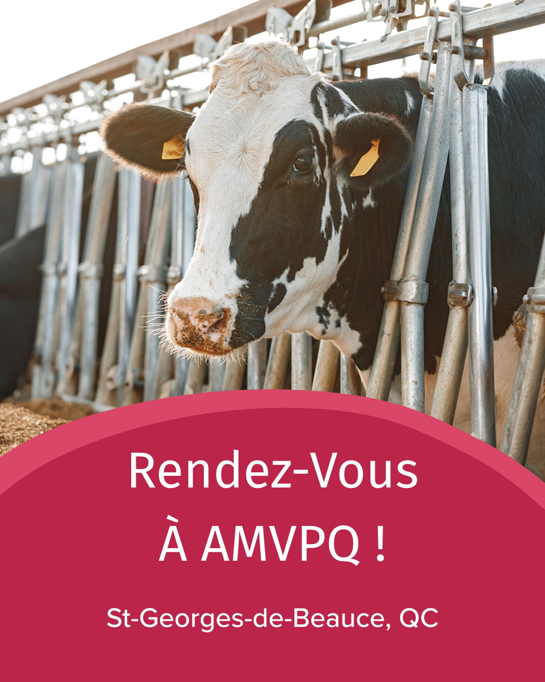 AMVPQ