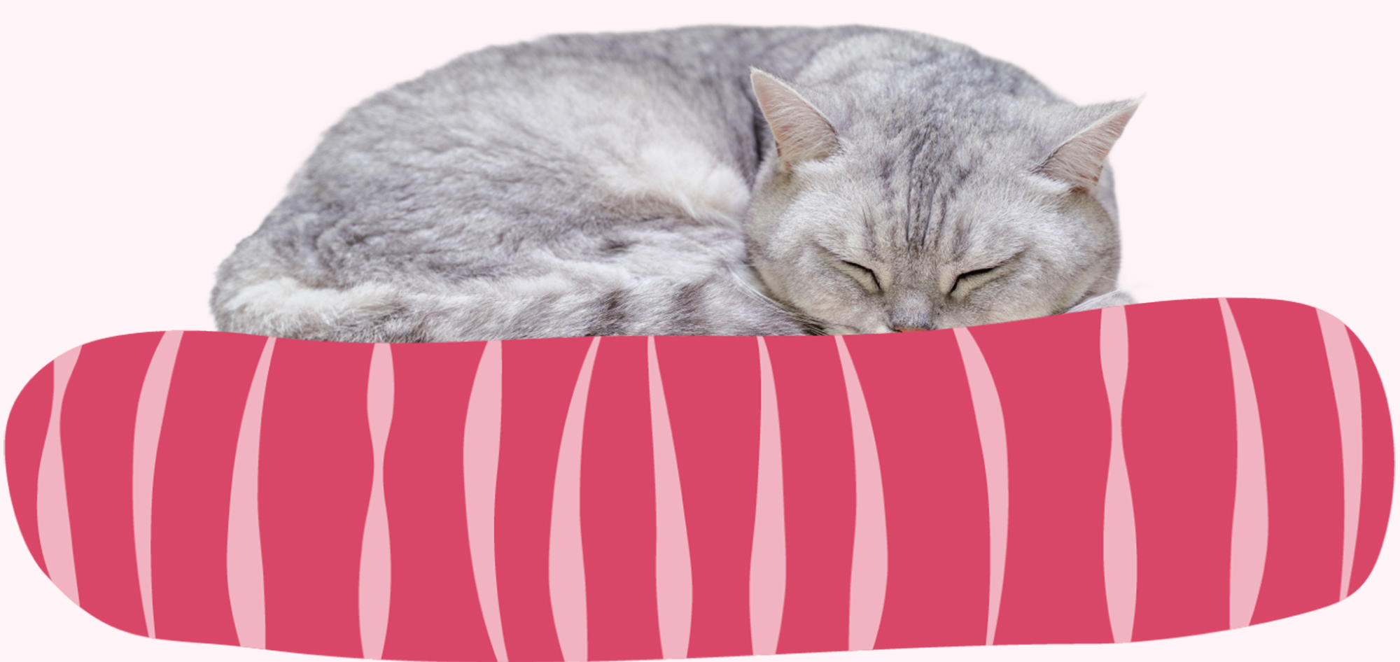 Cat sleeping in a pet bed