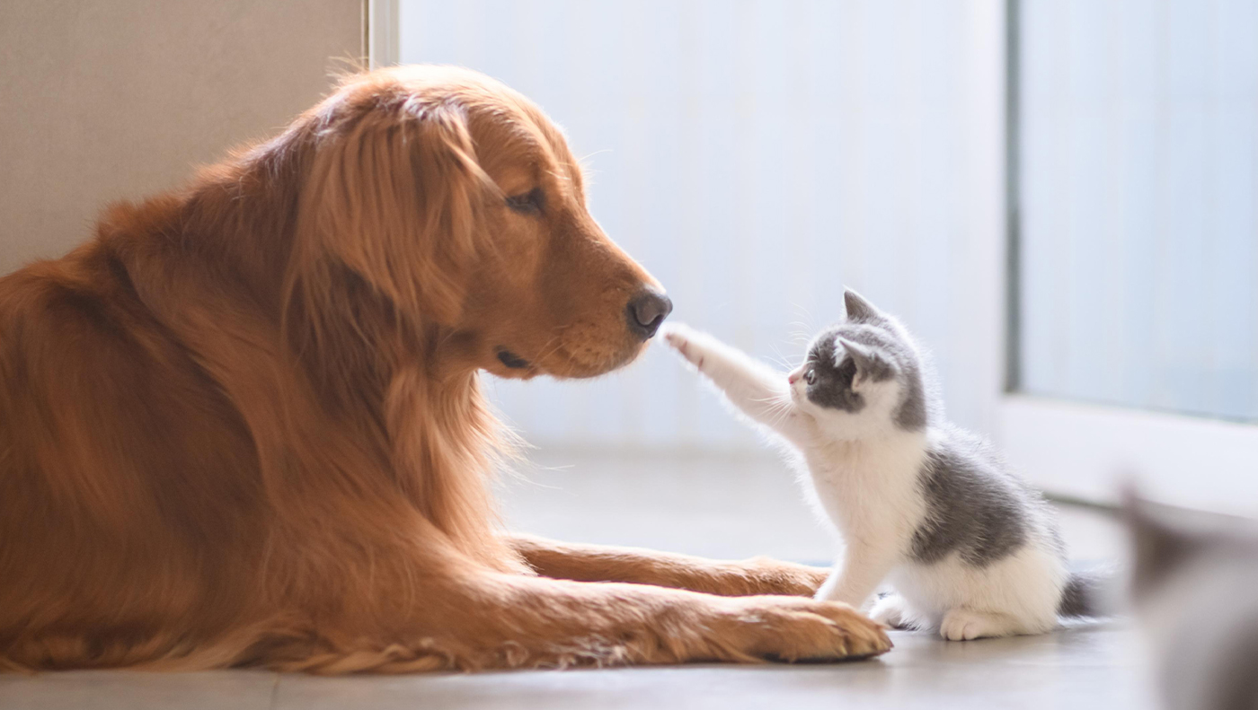 Companion Animal