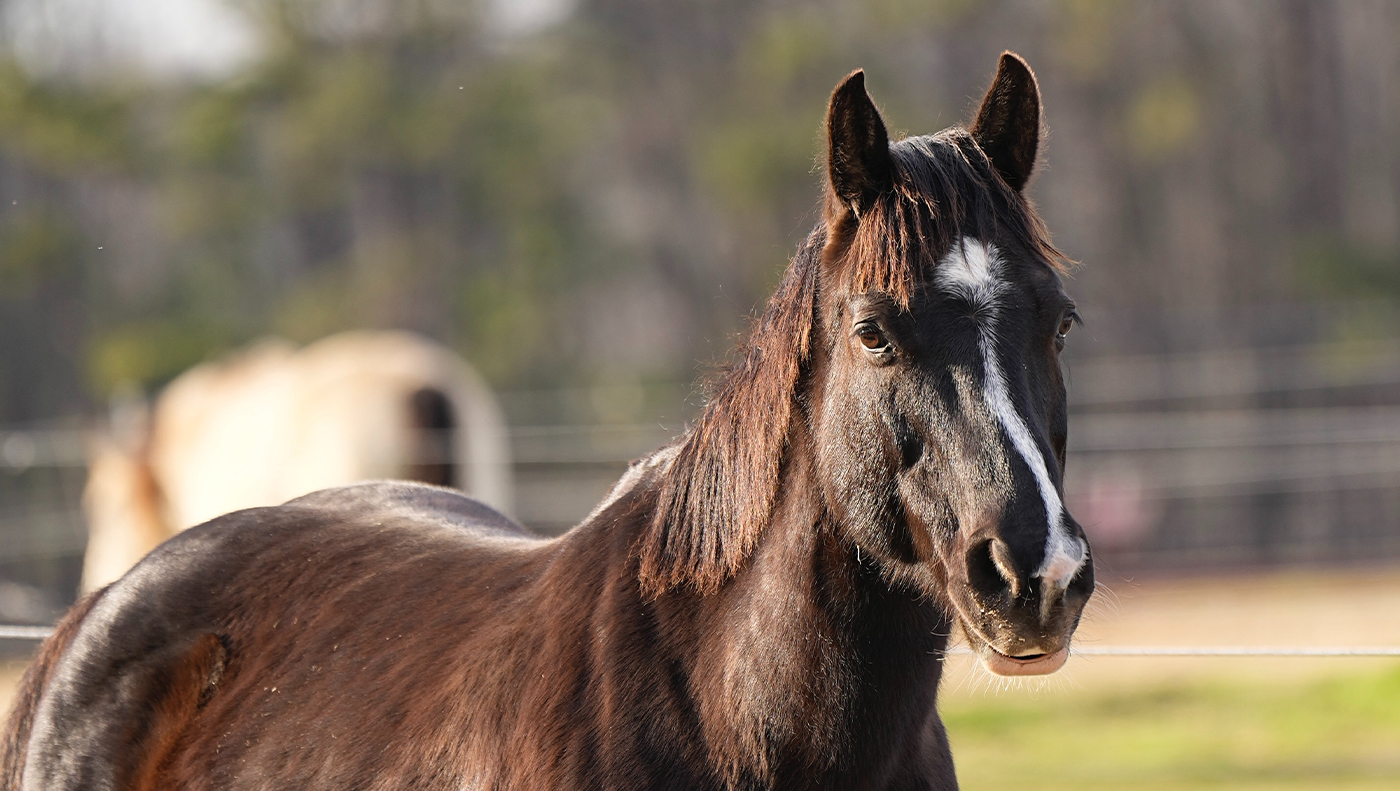 Equine